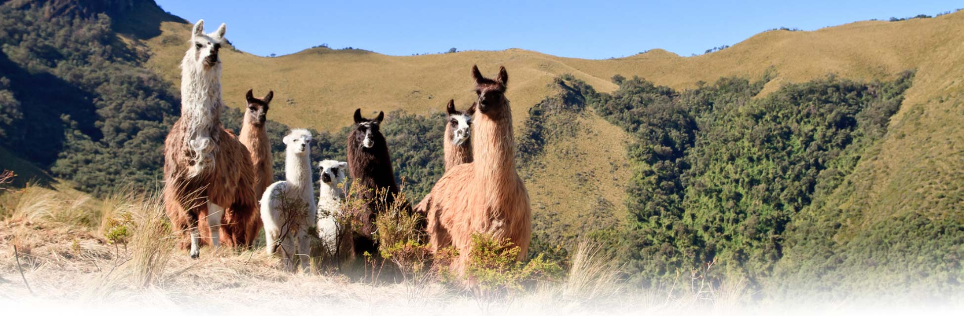 peru-alpacas-1.jpg