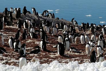 antarctica_pinguins3