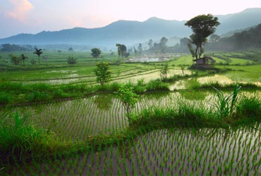 bali