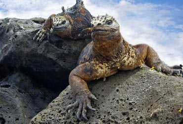 silver_galapagos_schildpad