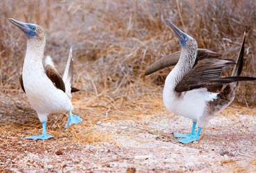 galapagos-birds