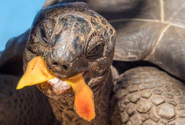 silver_galapagos_schildpad