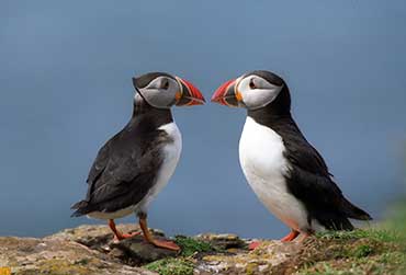 verenigd-koninkrijk-noord-ierland-Belfast-Dunluce-Castle.jpg