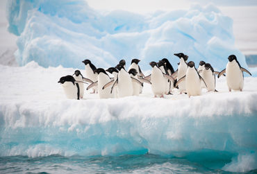 pinguins-fotolia_46557859_xl