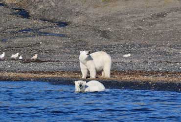 spitsbergen-walrus-fotolia_11757390_xl