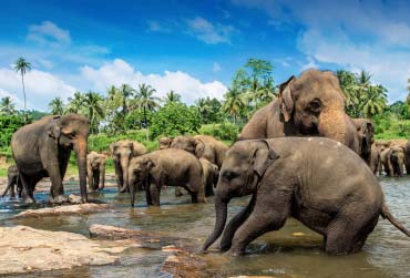 banner-sri-lanka