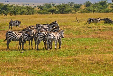 afrika-giraffe-kaapstad