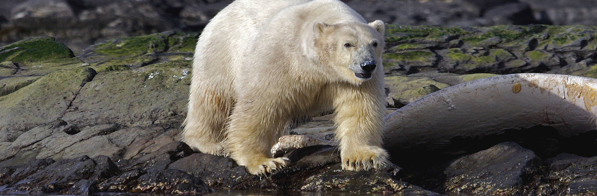 spitsbergen-ijsbeer-Fotolia_2933425_XL.jpg