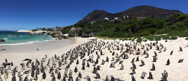 Pinguïns, bavianen en Kaap de Goede Hoop: op excursie vanuit Kaapstad